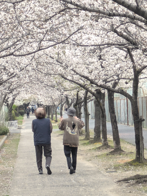 介護職　介護職募集中　介護　お花見　お花見散歩　散歩　介護福祉士　初任者研修　ご利用者　喜ぶ姿　大東市　大阪府大東市　深野　晴天　桜並木