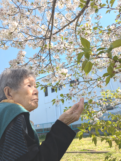介護職　介護職募集中　介護　お花見　お花見散歩　散歩　介護福祉士　初任者研修　ご利用者　喜ぶ姿　大東市　大阪府大東市　深野　晴天　桜並木