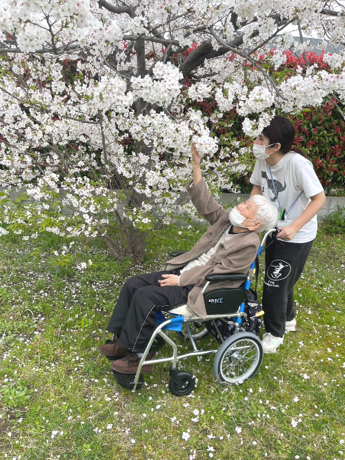 介護職　介護職募集中　介護　お花見　お花見散歩　散歩　介護福祉士　初任者研修　ご利用者　喜ぶ姿　大東市　大阪府大東市　深野　晴天　桜並木